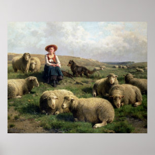 Skjortor med får i liggande poster
