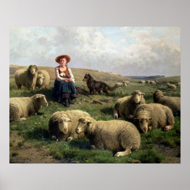 Skjortor med får i liggande poster (Framsidan)