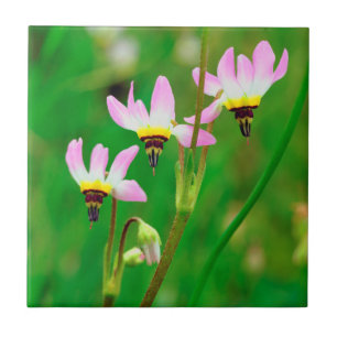 Skjutande stjärna vilda blommor i Mission Trails P Kakelplatta