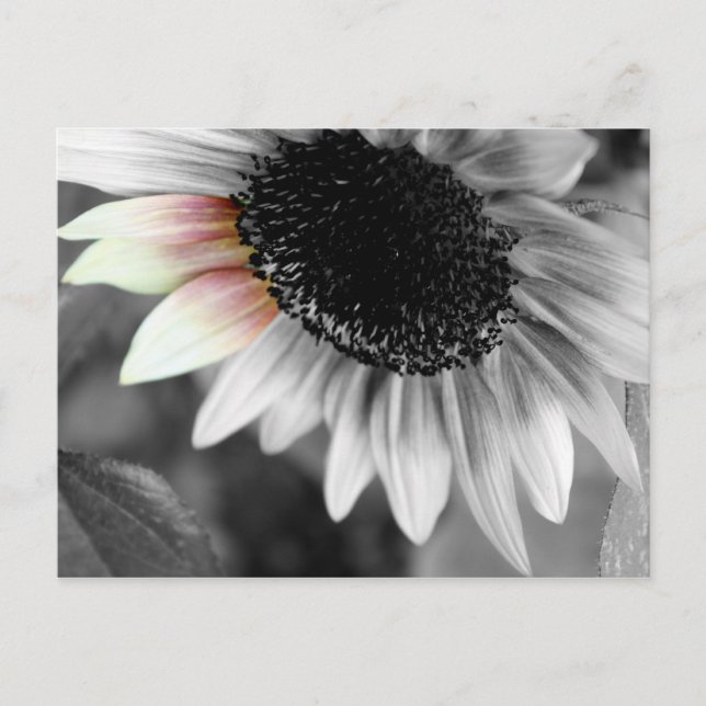 Skjutor av vykort i sol (Framsida)