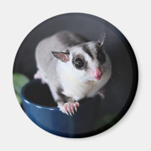Skjutreglaget för socker magnet