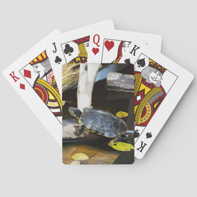 Skjutsköldpadda i vilden kortlek (Baksidan)