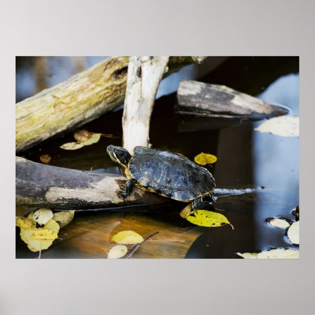 Skjutsköldpadda i vilden poster (Framsidan)