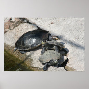 Skjutsköldpaddor i ett radfoto poster