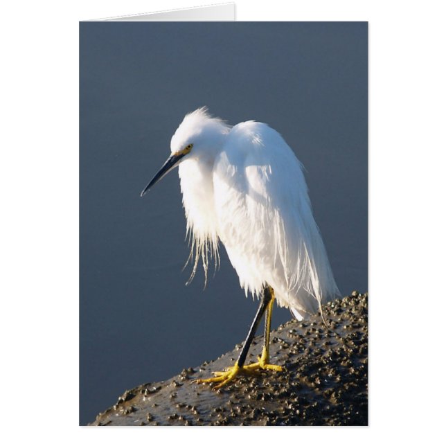 Sko terapikortet OBS kort (Framsidan)