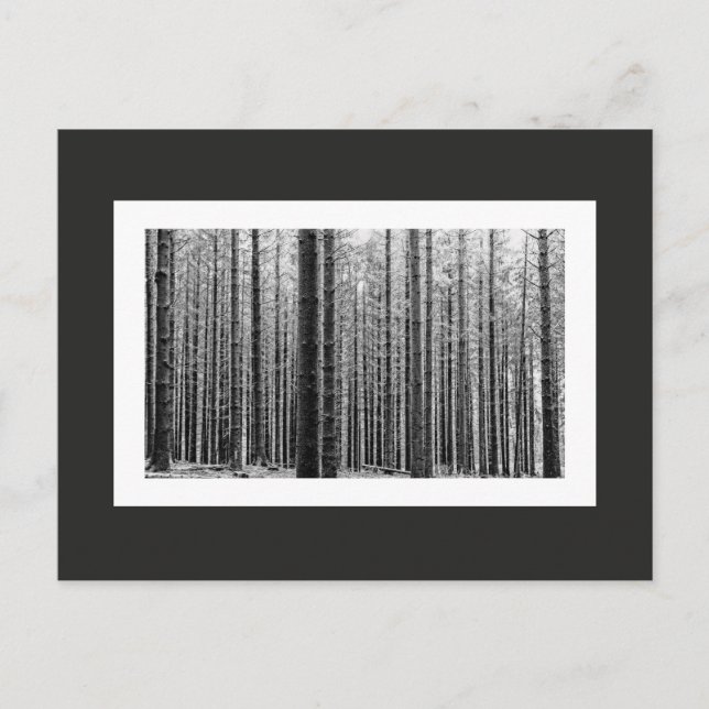 Skog (Black & White) Vykort (Framsida)