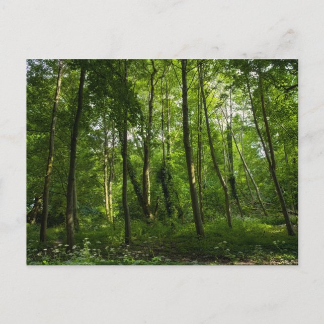Skog. Blackweir Woods, Bute Park, Cardiff, Wal Vykort (Framsida)