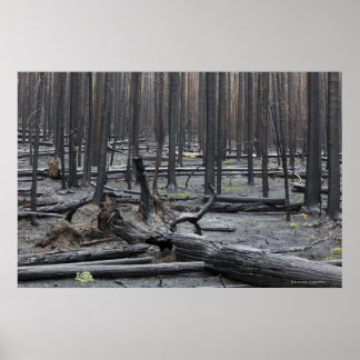 Skog efter brand i nationalparken Yellowstone Poster