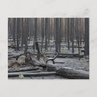 Skog efter brand i nationalparken Yellowstone Vykort