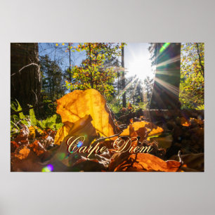 Skog för färglöst löv av personlig Carpe Diem Poster
