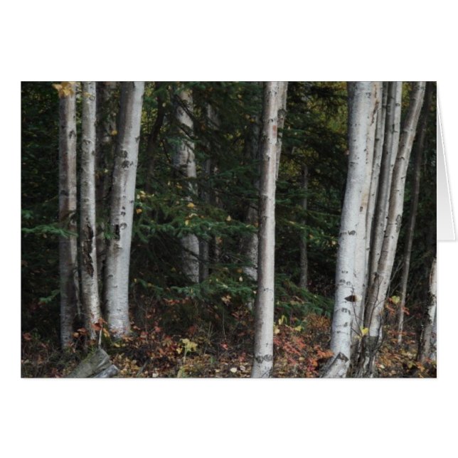 Skog för Träd av Logan Guinn Hälsningskort (Framsidan Horizontal)