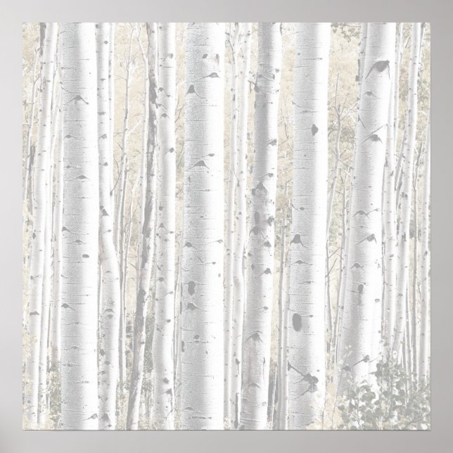 Skog från Rustic Winter White Birch Träd Poster (Framsidan)
