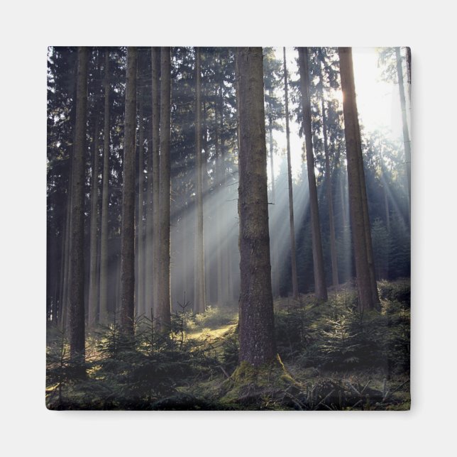 Skog i Bayern Magnet (Framsidan)