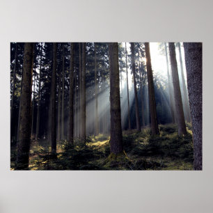 Skog i Bayern Poster