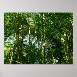 Skog i den tropiska naturen Handflatan Träd Poster