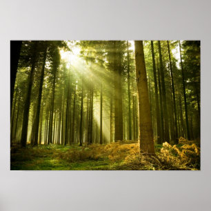 Skog i gräs med sol som skiner poster