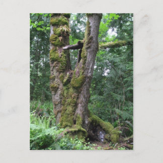 Skog i Grönt Vykort