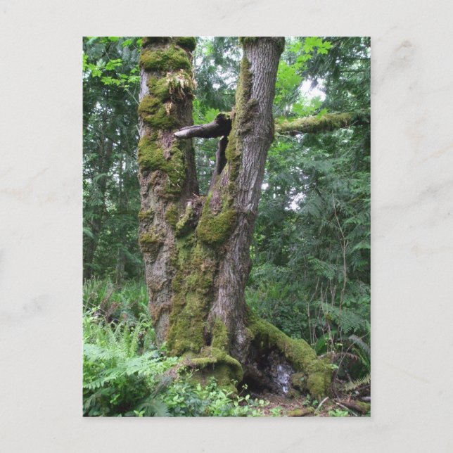 Skog i Grönt Vykort (Framsida)