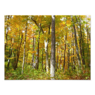 Skog i Gult Lövs höstlandskap Fototryck