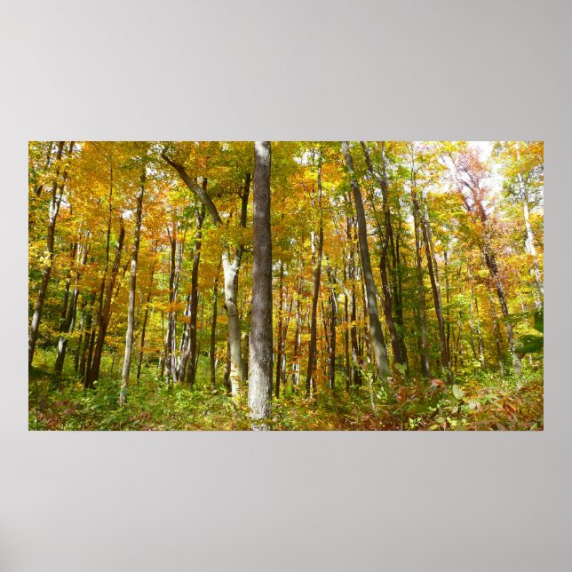 Skog i Gult Lövs höstlandskap Poster (Framsidan)