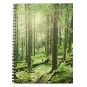 Skog i Killarney nationalpark Kerry, Irland Anteckningsbok