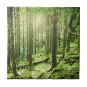 Skog i Killarney nationalpark   Kerry, Irland Kakelplatta
