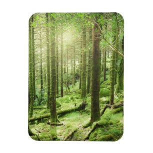 Skog i Killarney nationalpark   Kerry, Irland Magnet
