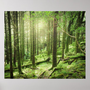 Skog i Killarney nationalpark Kerry, Irland Poster