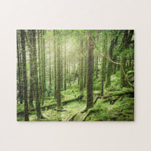 Skog i Killarney nationalpark   Kerry, Irland Pussel