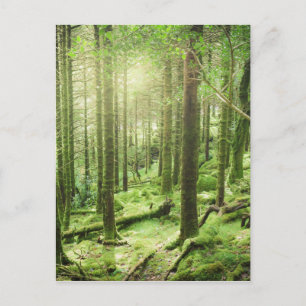 Skog i Killarney nationalpark Kerry, Irland Vykort