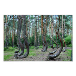 Skog i kronor - Polen Fototryck
