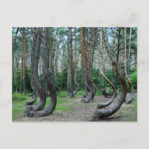Skog i kronor - Polen Vykort