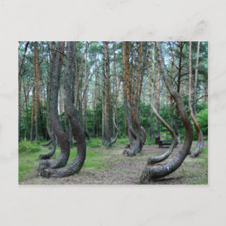 Skog i kronor - Polen Vykort