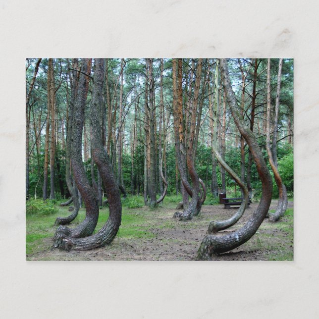 Skog i kronor - Polen Vykort (Framsida)