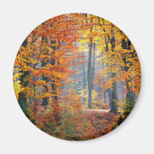 Skog i nedgången magnet