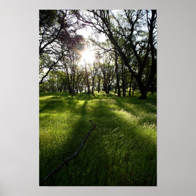 "Skog i skuggor" Poster (Framsidan)