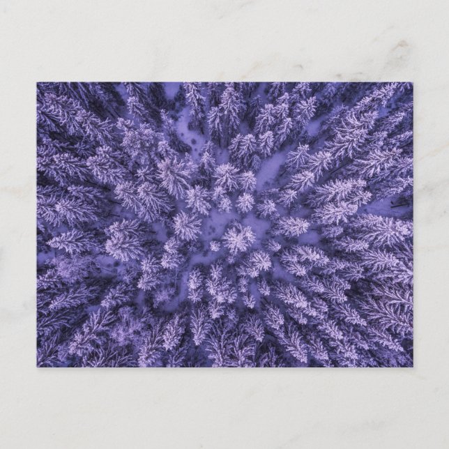 Skog i Snö Vykort (Framsida)