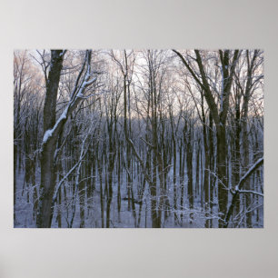 Skog i Snowy Träd Poster