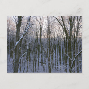 Skog i Snowy Träd Vykort