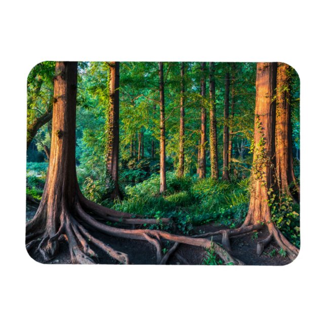 Skog i sommar magnet (Horisontell)