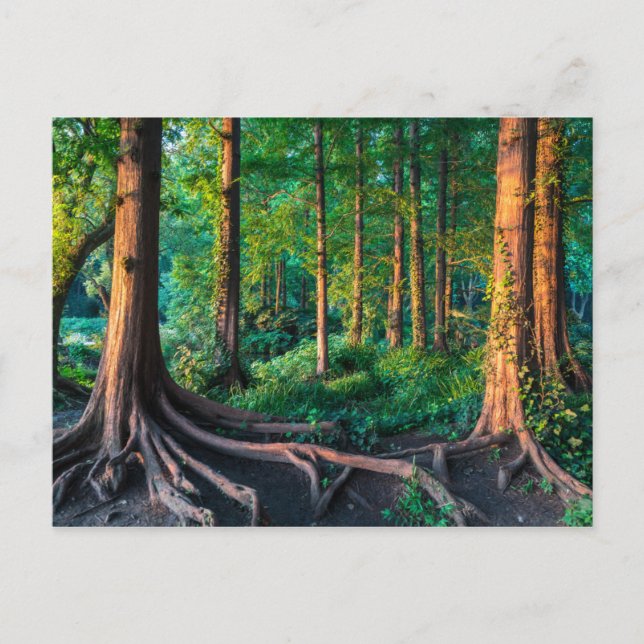 Skog i sommar vykort (Framsida)