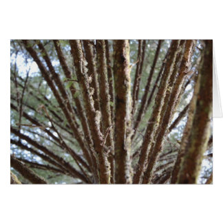 Skog i träd OBS kort