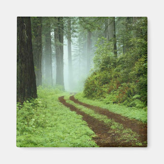 Skog Magnet