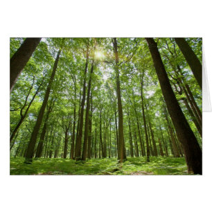 Skog med Sol bakom Hälsningskort