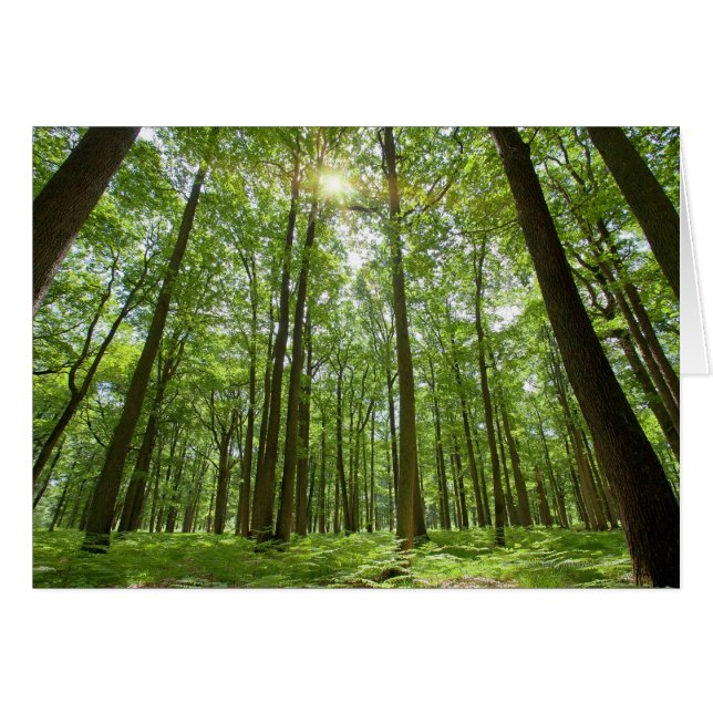 Skog med Sol bakom Hälsningskort (Framsidan Horizontal)