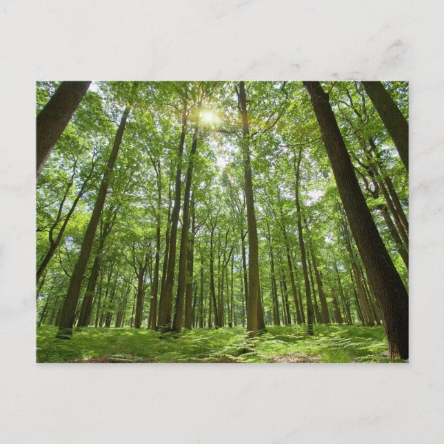 Skog med Sol bakom Vykort (Framsida)