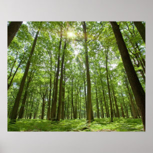 Skog med solen bakom poster