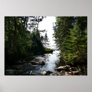 Skog nära Hunters Beach i Acadia National Park Poster