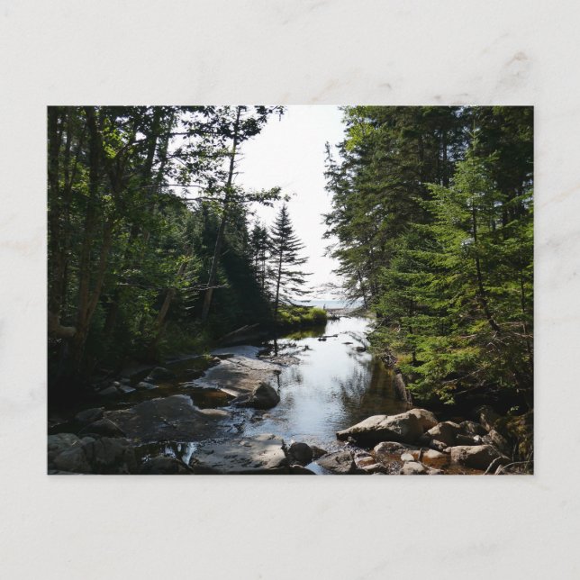 Skog nära Hunters Beach i Acadias nationalpark Vykort (Framsida)