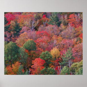 Skog på hösten med falllöv. Algonquin Poster